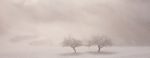 Gilles Hanauer - Médaille du paysage - Apple trees